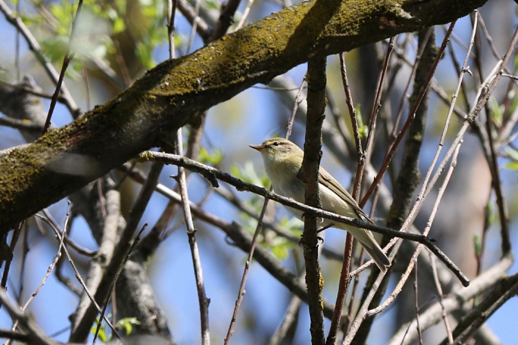 Id. Silvidae : Lu grosso, Lu piccolo e Bigiarella